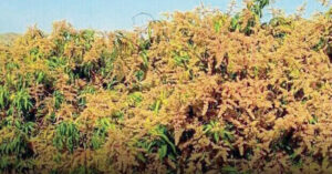 mango blossoms falling