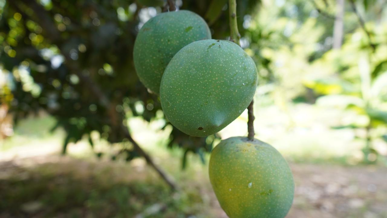 आम का अचार रेसिपी