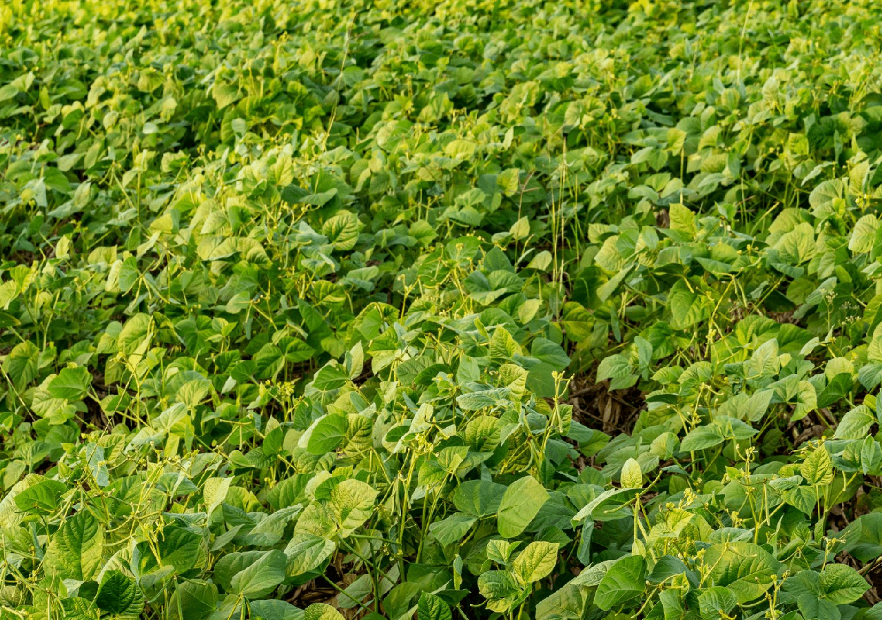 गेहूं कटाई के बाद फसल6 गेहूं कटाई के बाद फसल