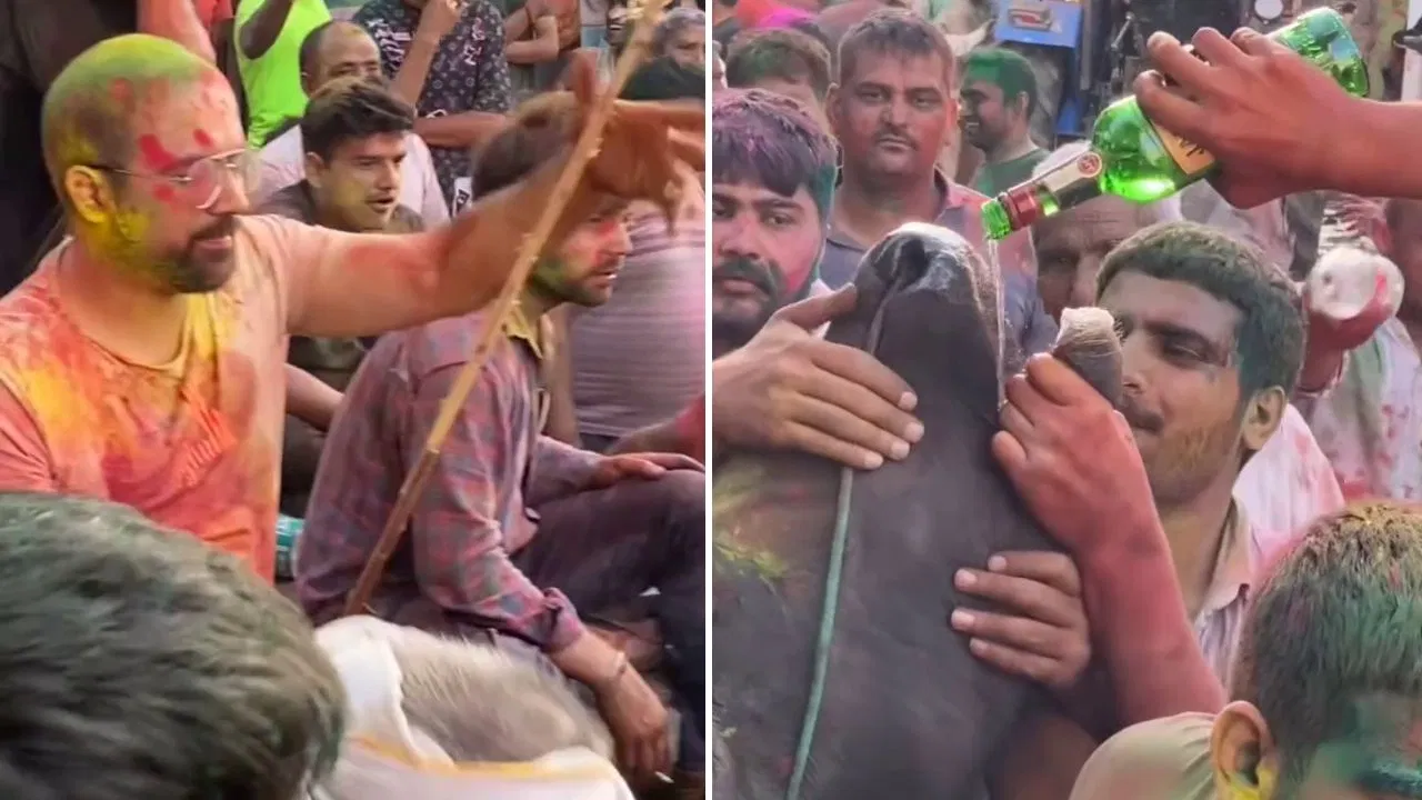 हरियाणा में होली के नाम पर बेजुबान गाय