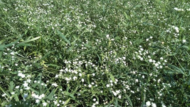 Carrot Grass