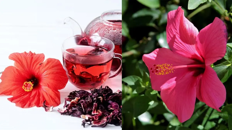 Hibiscus Tea 