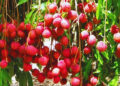 Litchi Crop
