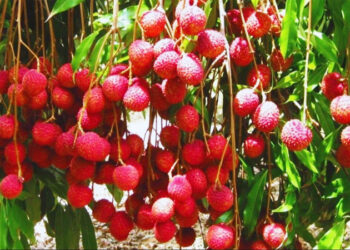 Litchi Crop