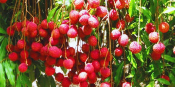 Litchi Crop