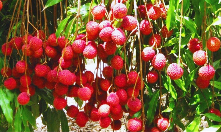 Litchi Crop 1 Litchi Crop