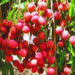 Litchi Crop
