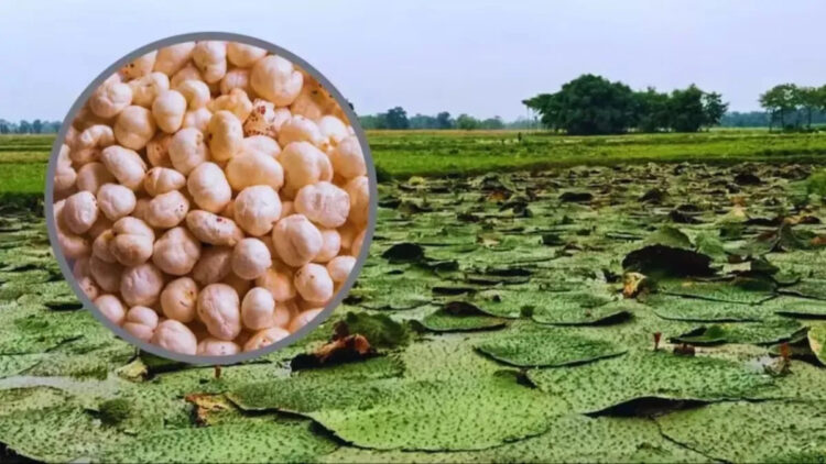 Makhana Farming 1 Makhana Farming