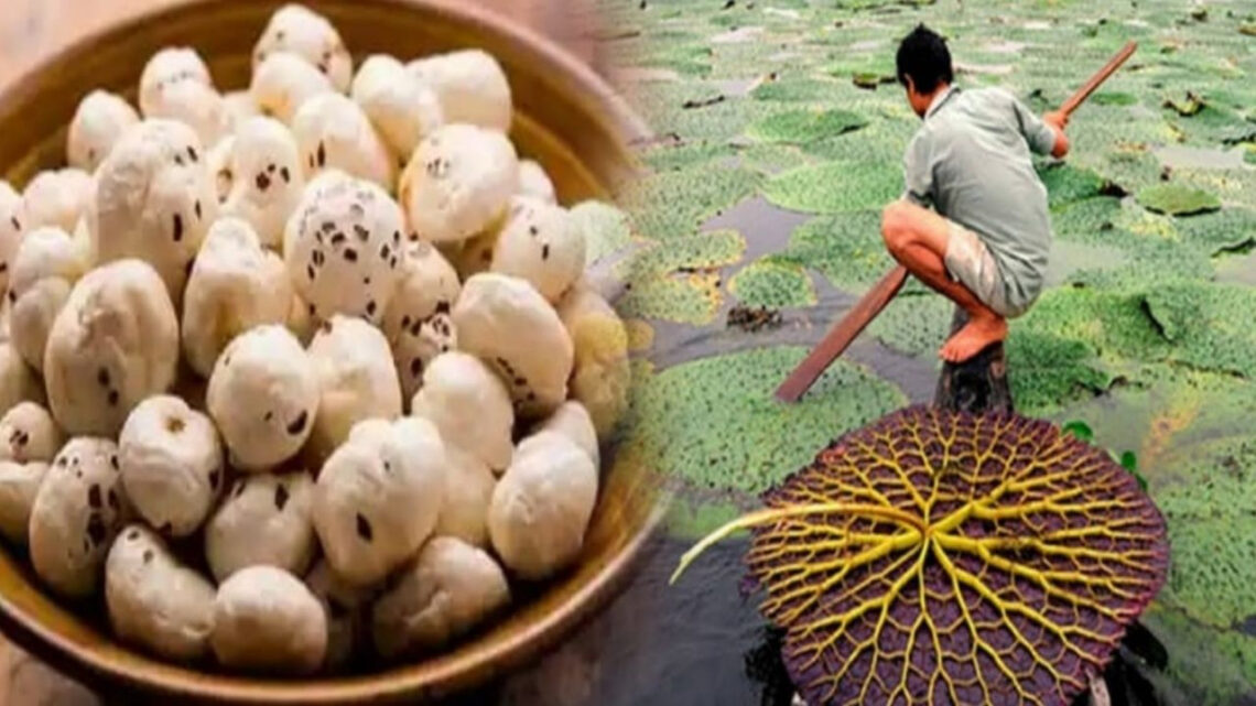 Makhana Farming Makhana Farming