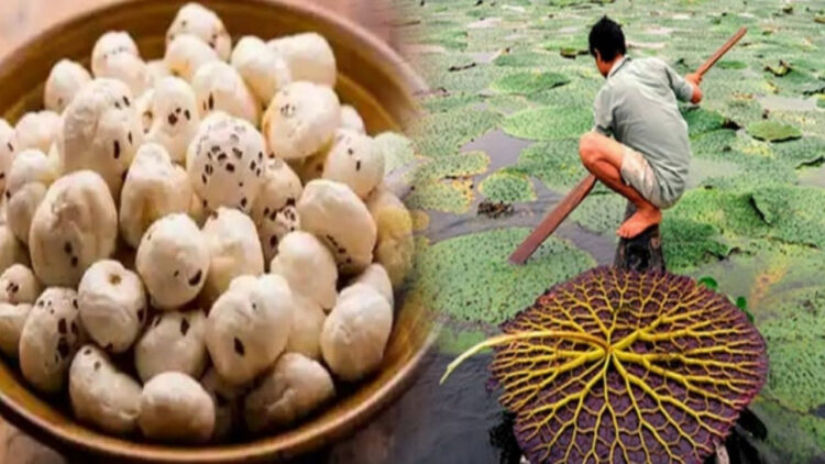 Makhana Farming