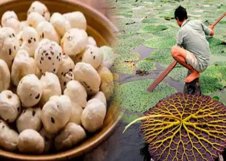 Makhana Farming Makhana Farming