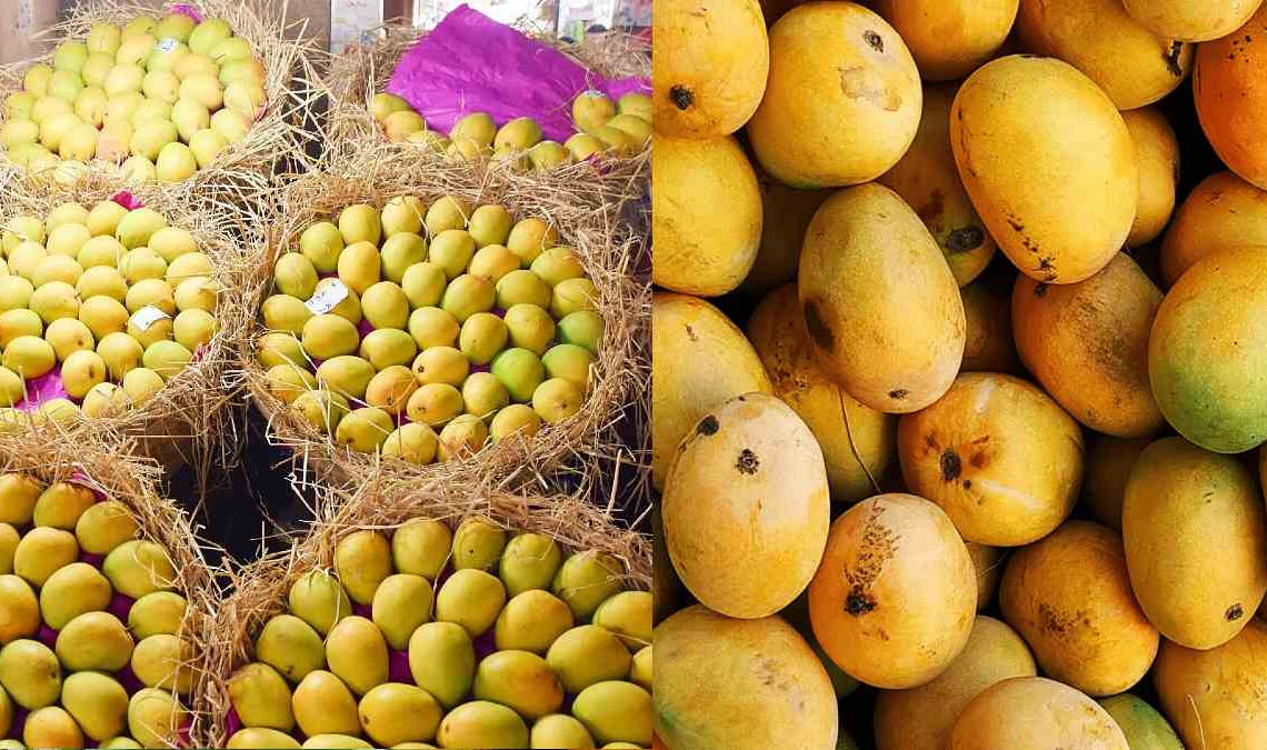 Mango Exports