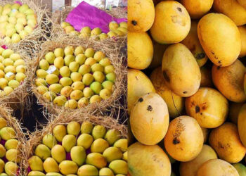 Mango Exports