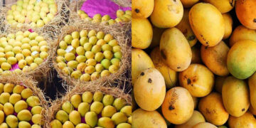 Mango Exports