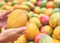 Mango Trade
