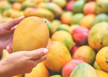 Mango Trade