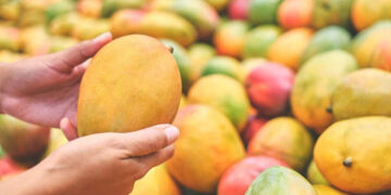 Mango Trade Mango Trade