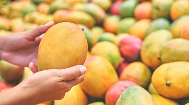 Mango Trade