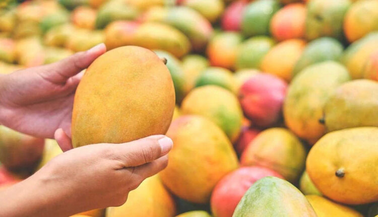 Mango Trade Mango Trade