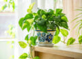 Money Plant Vastu