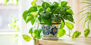 Money Plant Vastu