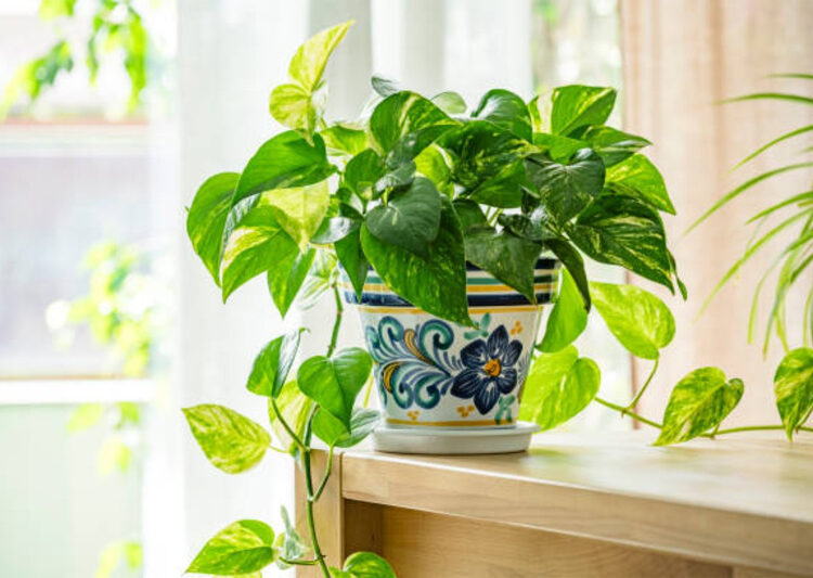 Money Plant Vastu