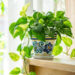 Money Plant Vastu