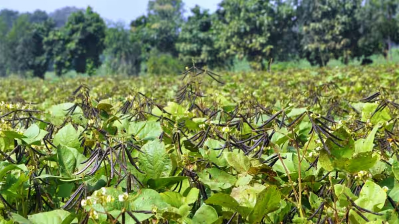 Mung Bean Variety