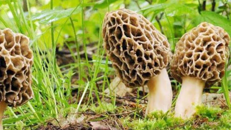 Mushroom Cultivation 