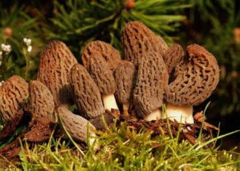 Mushroom Cultivation Mushroom Cultivation