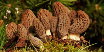 Mushroom Cultivation