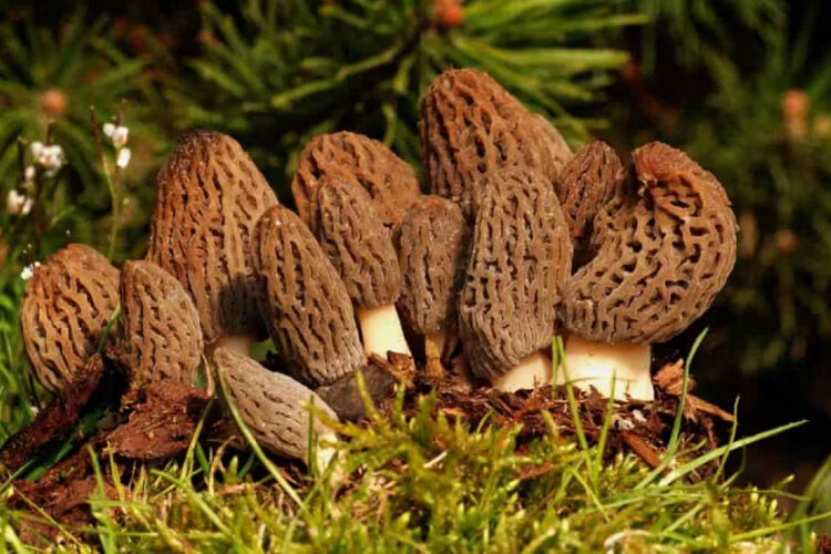 Mushroom Cultivation