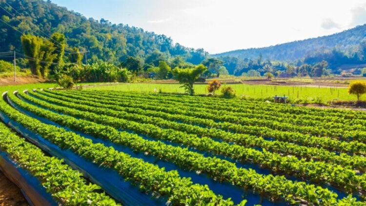 Natural Farming