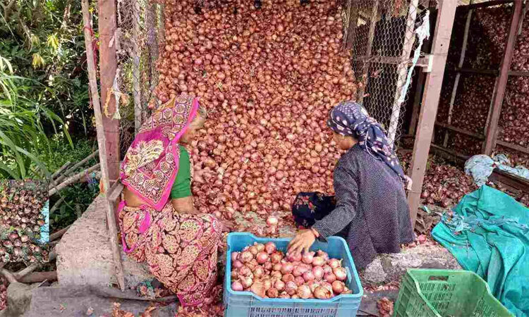 Onion Yield