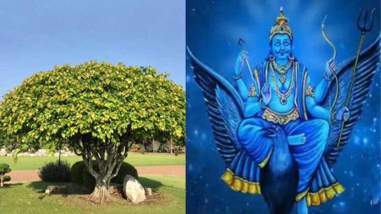 Peepal Tree Remedies1 Peepal Tree Remedies