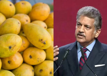 Sadabahar Mango