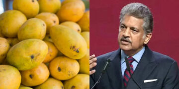 Sadabahar Mango 1 Sadabahar Mango