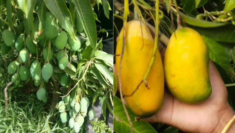 Sadabahar Mango 