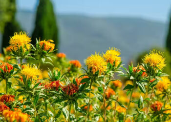 Safflower Farming