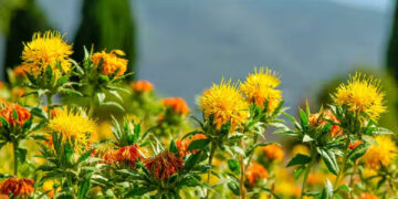 Safflower Farming