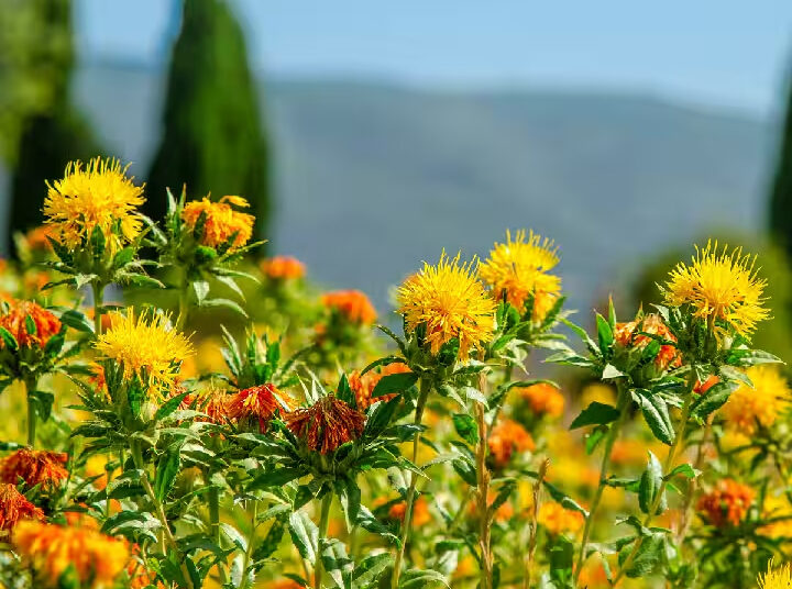 Safflower Farming