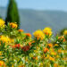 Safflower Farming