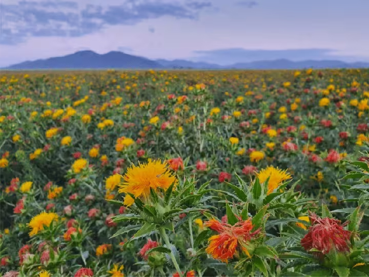 Safflower Farming 