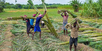 Sugarcane Legislation