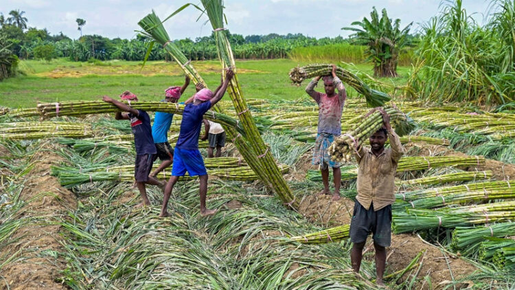 Sugarcane Legislation