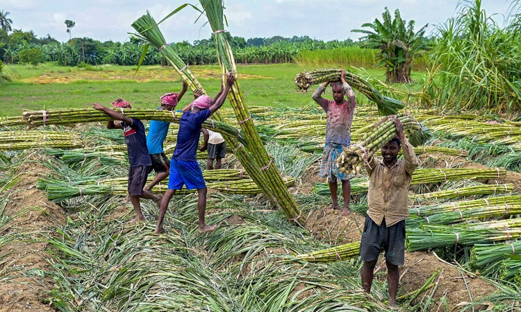 Sugarcane Legislation