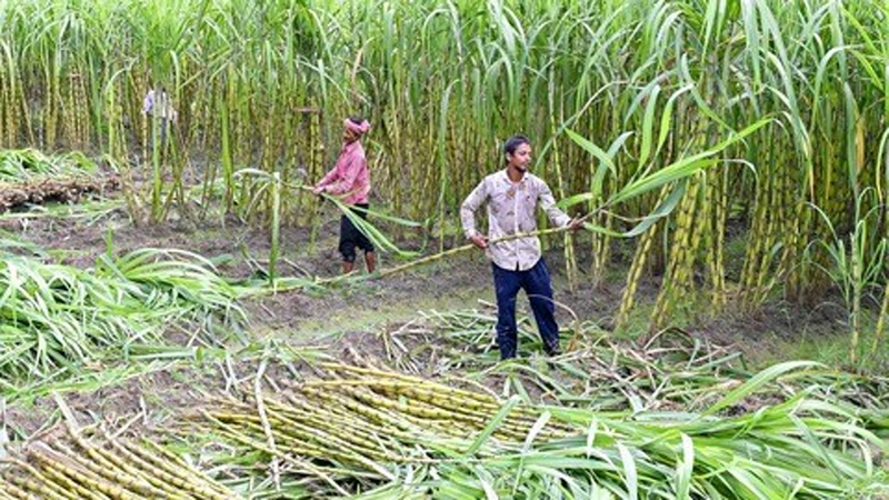 Sugarcane Legislation