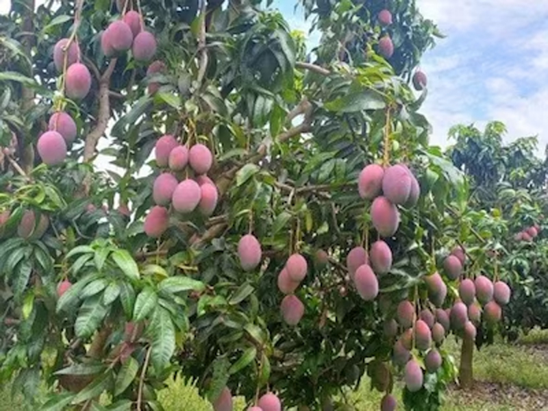 Unique Mango