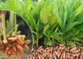 Waigaon Turmeric