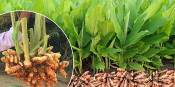 Waigaon Turmeric